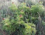Paeonia tenuifolia. Растение с плодами. Крым, нижнее плато Чатырдага, начало июля.