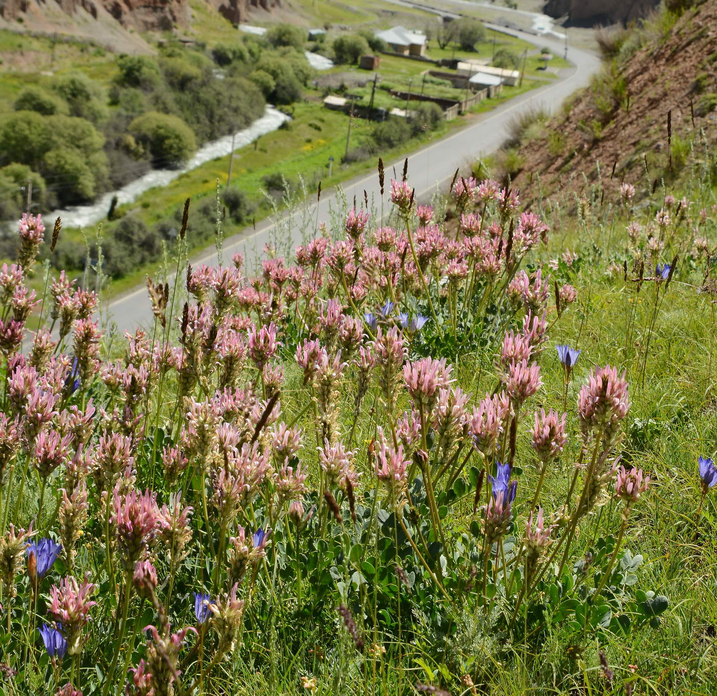 Изображение особи Astragalus platyphyllus.