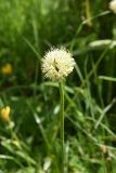 Allium victorialis. Верхушка цветущего растения. Чечня, Шаройский р-н, 6 км выше по долине р. Чадыри от с. Чайры, правый борт долины, выс. ок. 2100 м н.у.м., луг. 24 июня 2024 г.