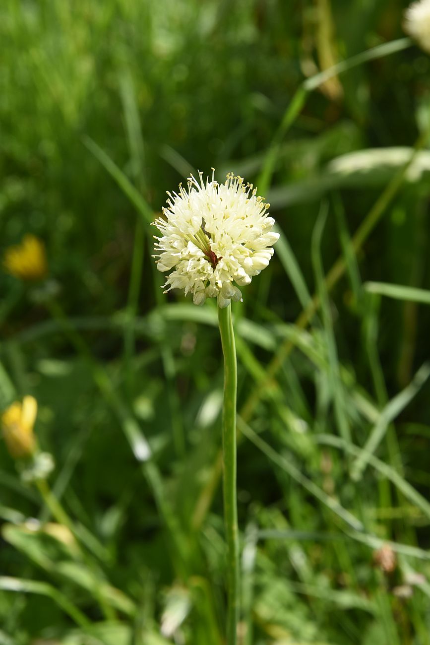 Image of Allium victorialis specimen.