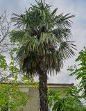 Trachycarpus fortunei. Верхушка цветущего растения. Грузия, Имеретия, г. Кутаиси, в культуре. 14.06.2023.