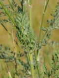 Daucus carota