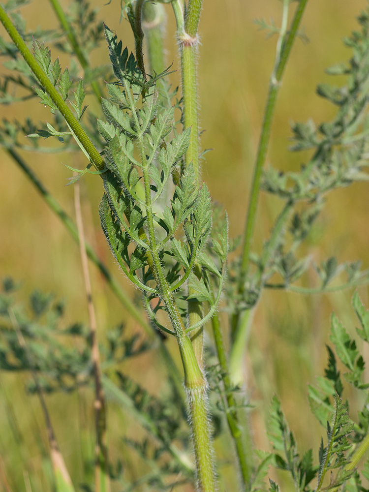 Изображение особи Daucus carota.