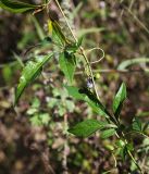 Ampelopsis japonica. Часть побега с плодами разной степени зрелости. Приморский край, Октябрьский р-н, окр. с. Новогеоргиевка, дол. р. Раздольная на левом берегу, среди кустарниково-травянистых зарослей в нижней части склона. 13.09.2024.