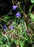 Campanula persicifolia