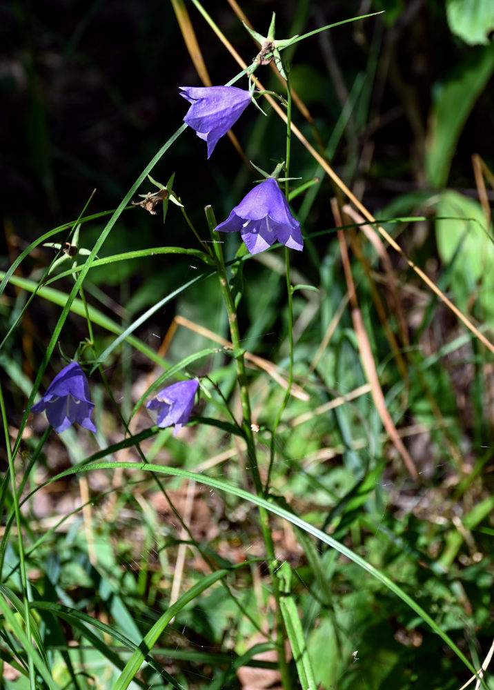 Image of Campanula persicifolia specimen.