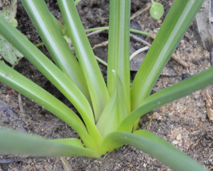 Изображение особи Ornithogalum wiedemannii.