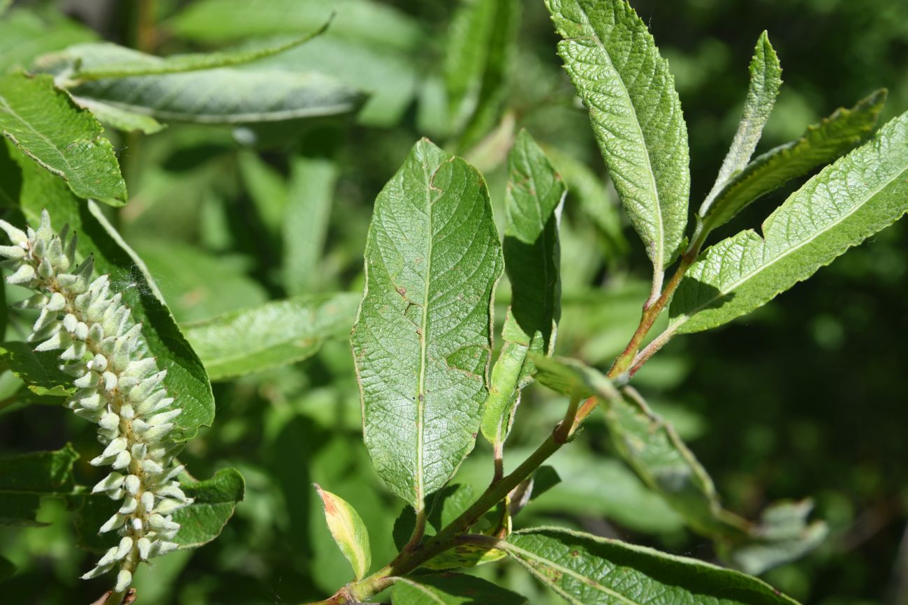 Image of genus Salix specimen.