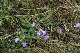 Campanula rotundifolia