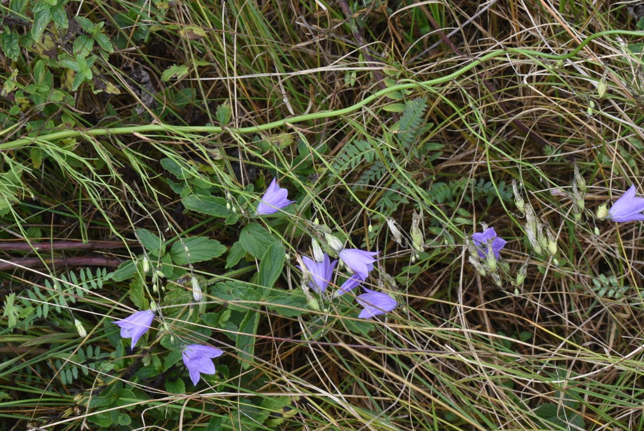 Изображение особи род Campanula.