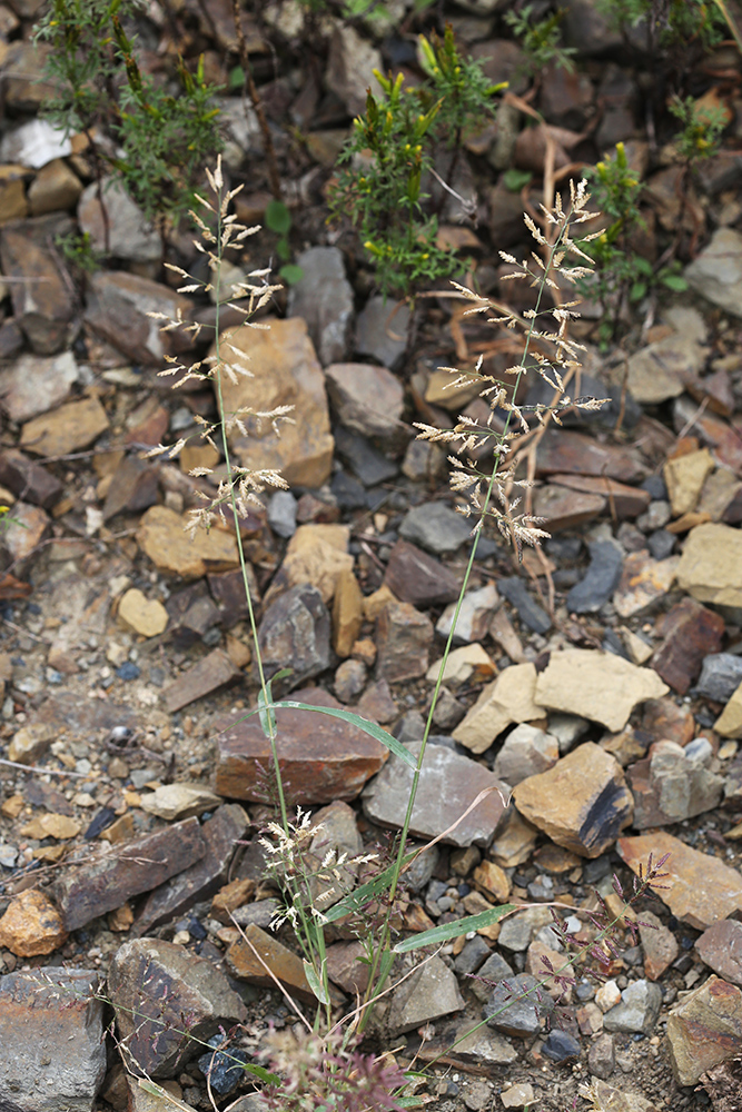 Изображение особи Eragrostis minor.