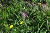 Pedicularis wilhelmsiana