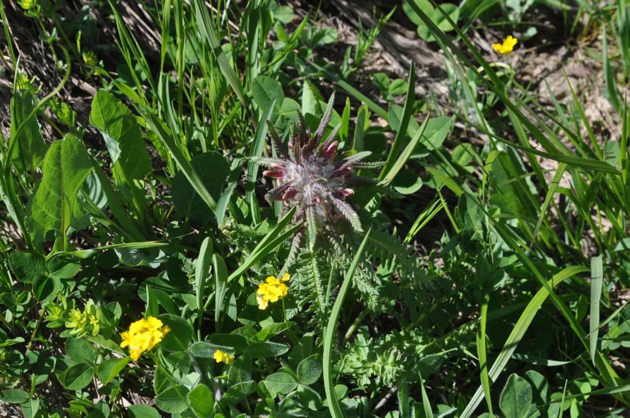 Image of Pedicularis wilhelmsiana specimen.