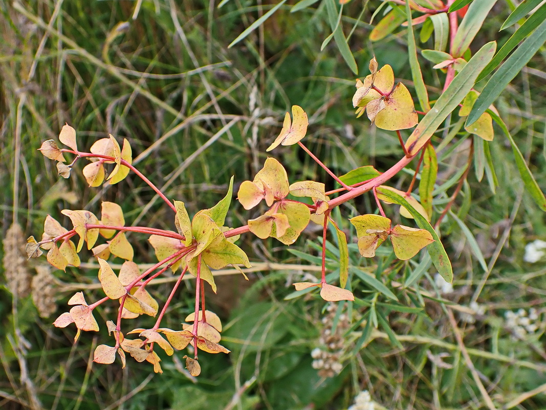 Изображение особи Euphorbia virgata.