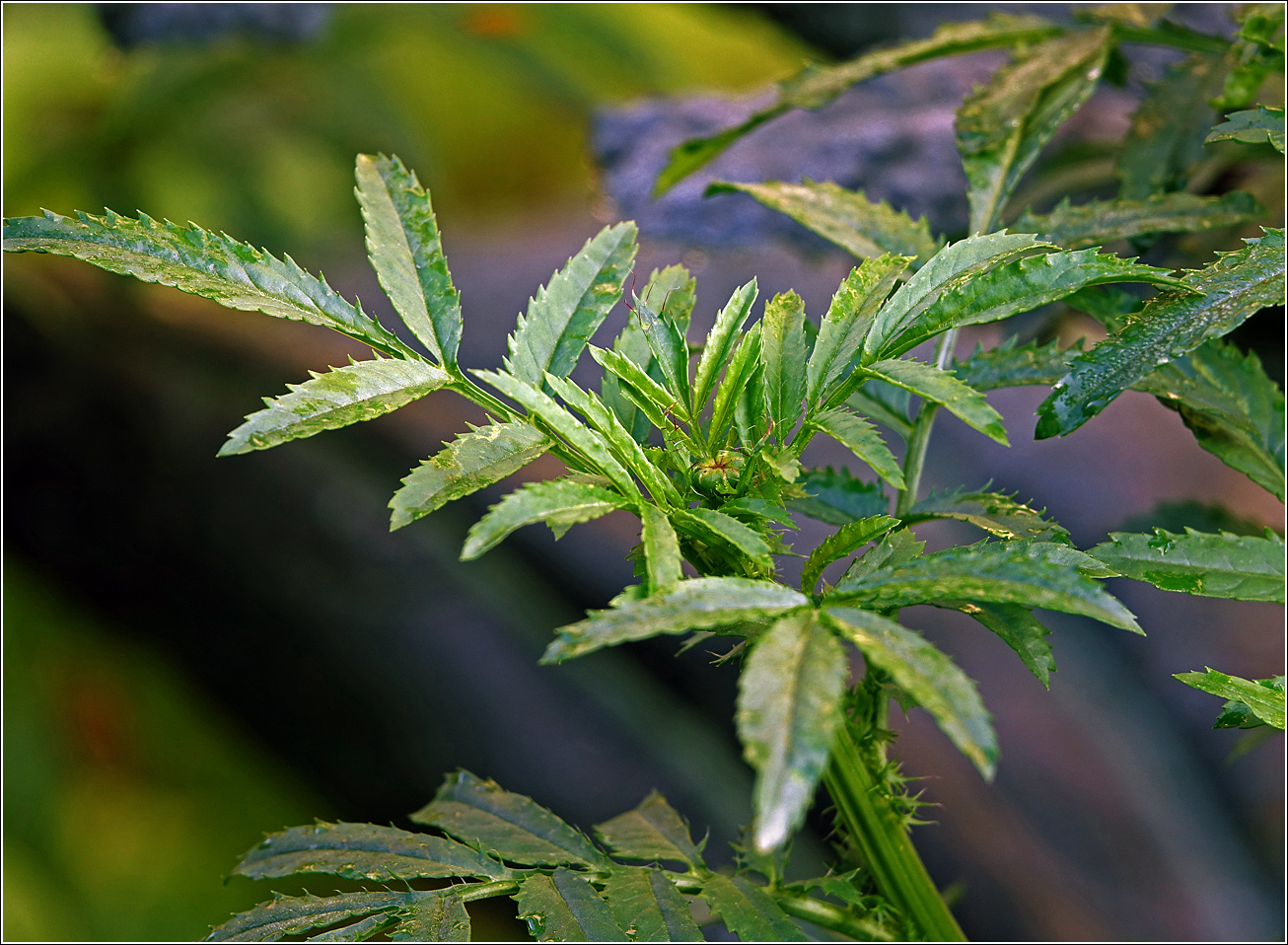 Image of Tagetes erecta specimen.