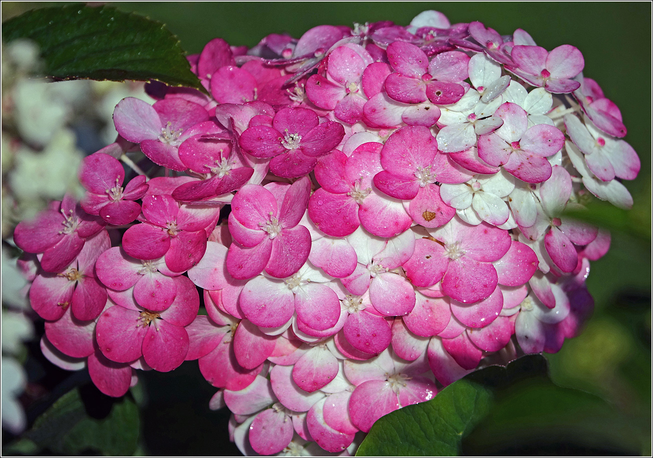 Изображение особи Hydrangea paniculata.