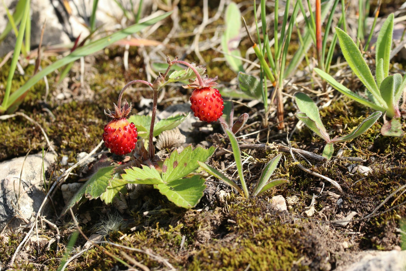 Image of Fragaria vesca specimen.