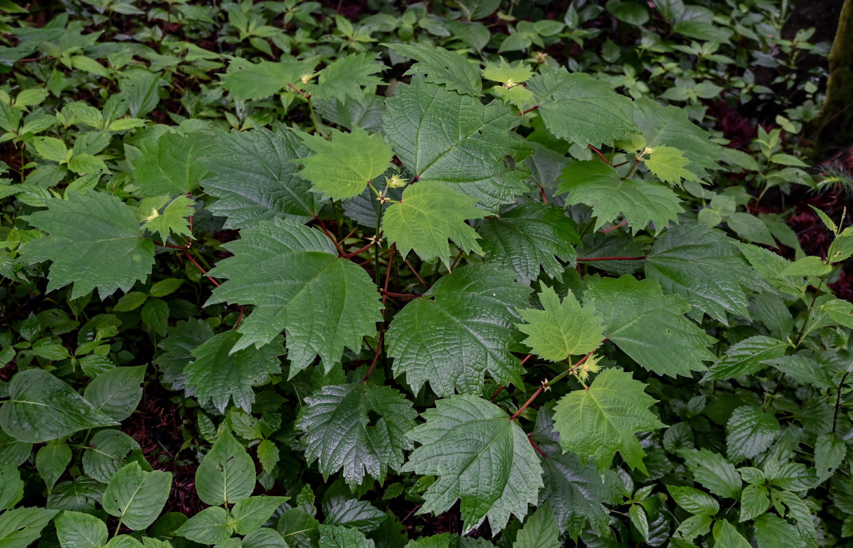 Image of Boehmeria platanifolia specimen.