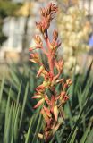 Yucca gloriosa. Фрагмент распускающегося соцветия (затянувшееся второе цветение). Краснодарский край, Черноморское побережье Кавказа, г. Новороссийск. 2 января 2020 г.