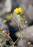 Potentilla vulcanicola. Соцветия с цветками и завязями. Камчатский край, Елизовский р-н, природный парк \"Вулканы Камчатки\", южный участок, кластер \"Налычевский\", памятник природы \"Экструзия Верблюд\", каменистая осыпь. 11.08.2024.