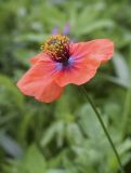 Papaver pinnatifidum