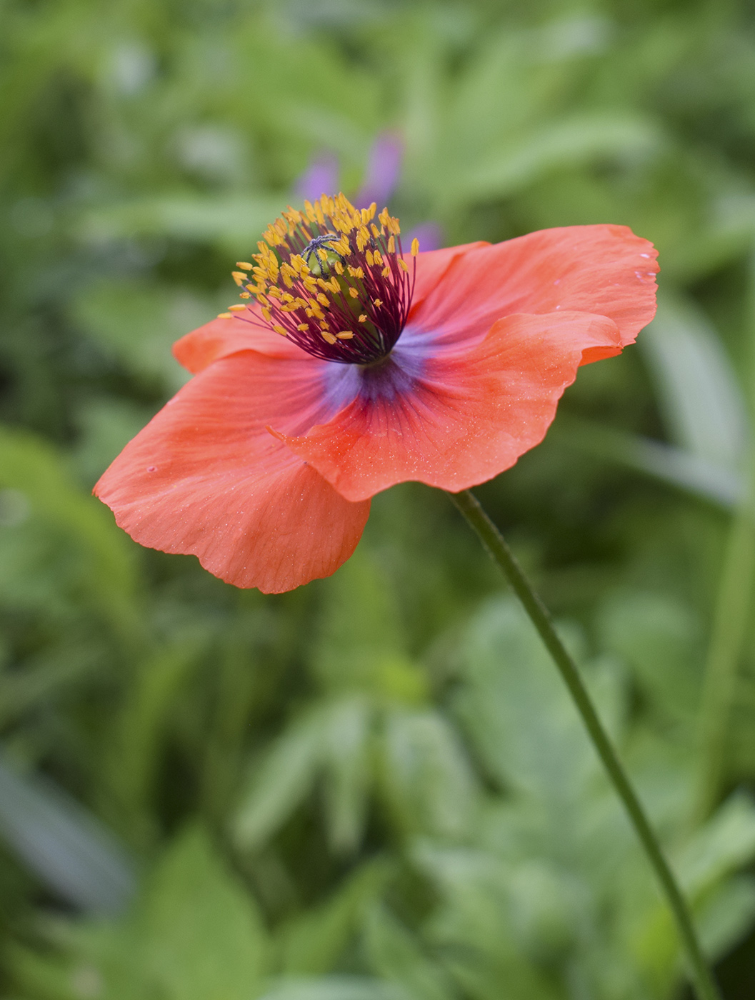 Изображение особи Papaver pinnatifidum.