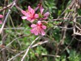 Cerasus verrucosa