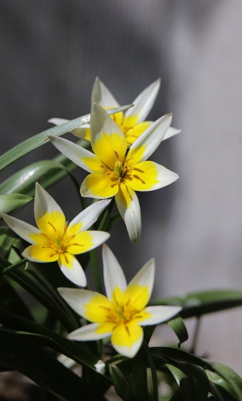 Изображение особи Tulipa tarda.