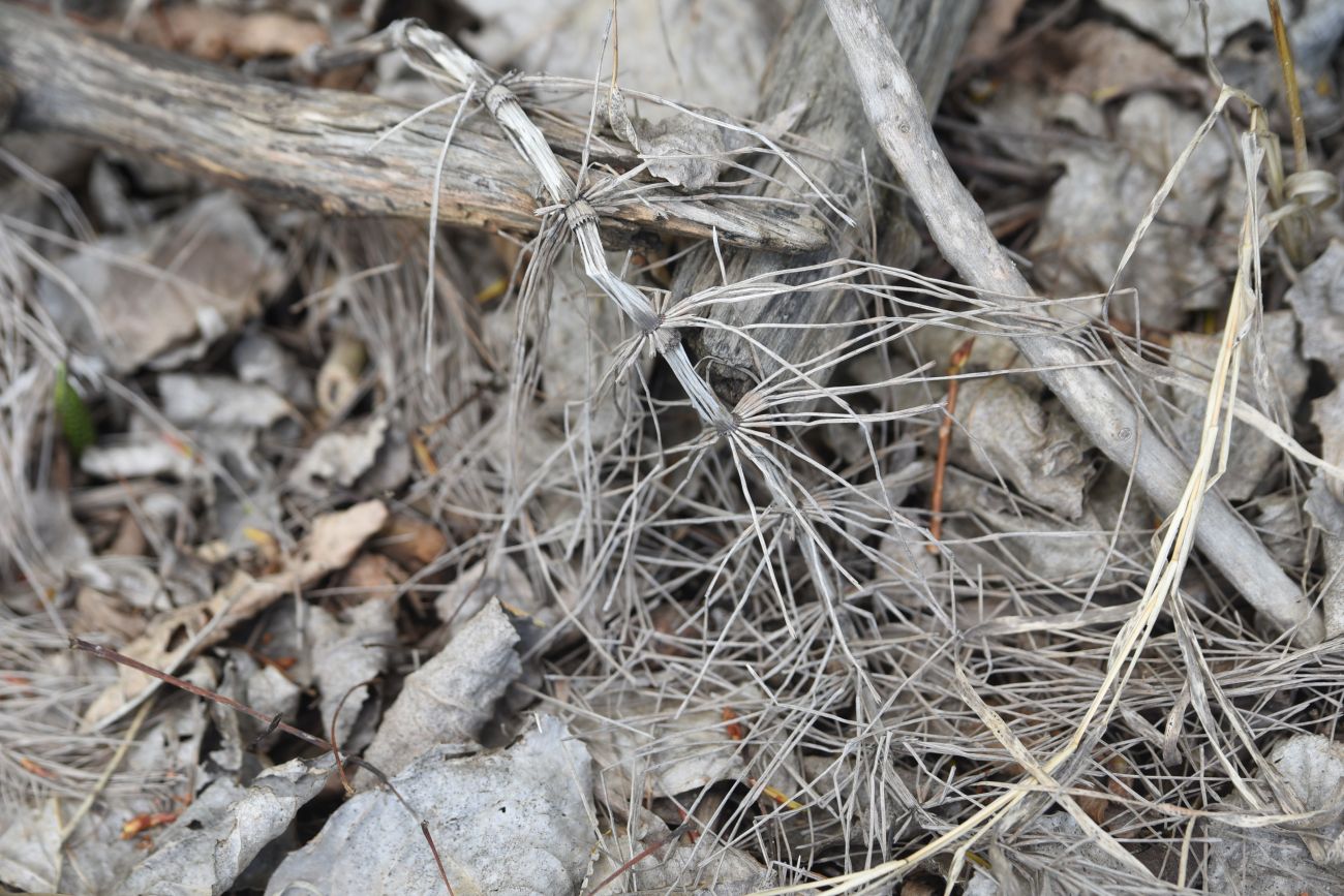 Image of Equisetum telmateia specimen.