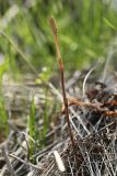 View full-size image Equisetum pratense