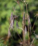 View full-size image Anisantha sterilis