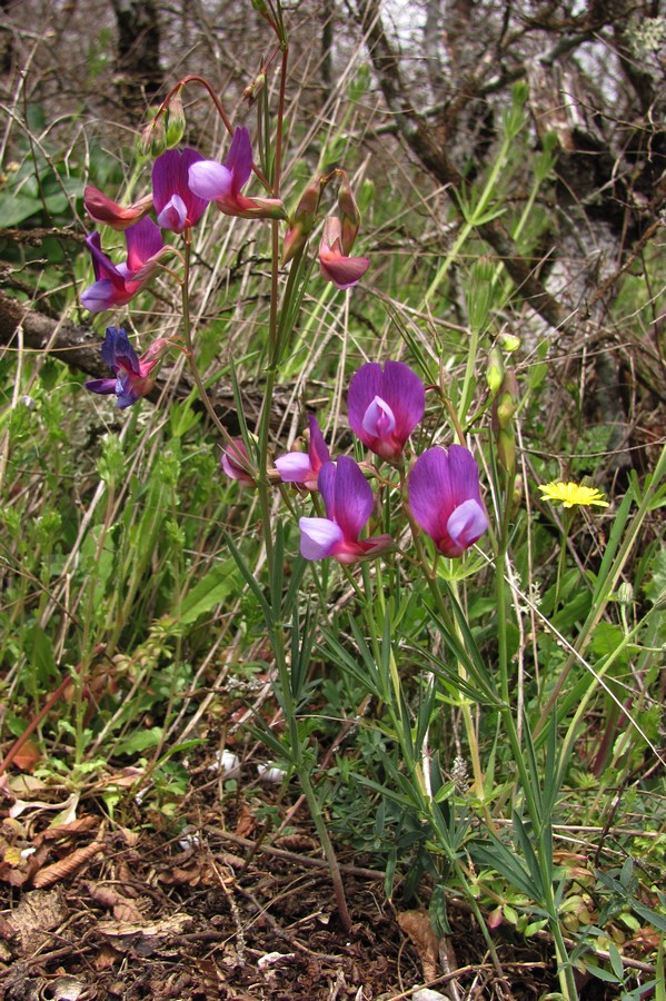 Image of Lathyrus digitatus specimen.