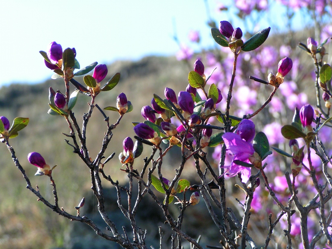 Image of Rhododendron ledebourii specimen.