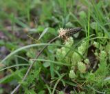 View full-size image Plantago lanceolata