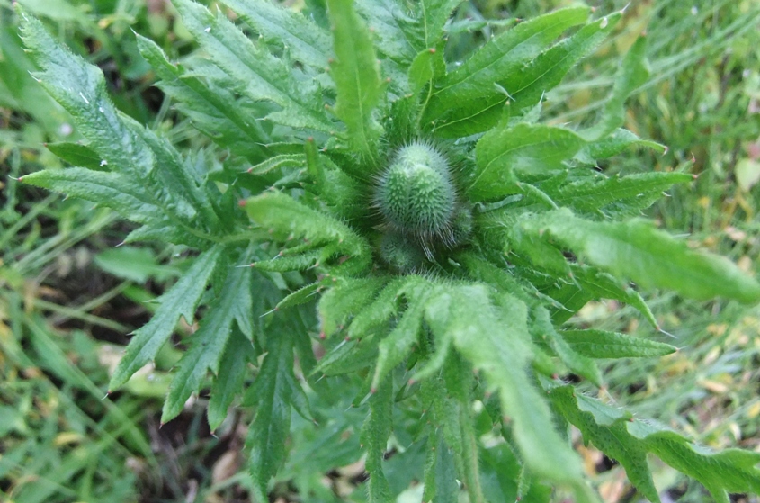 Image of Papaver rhoeas specimen.