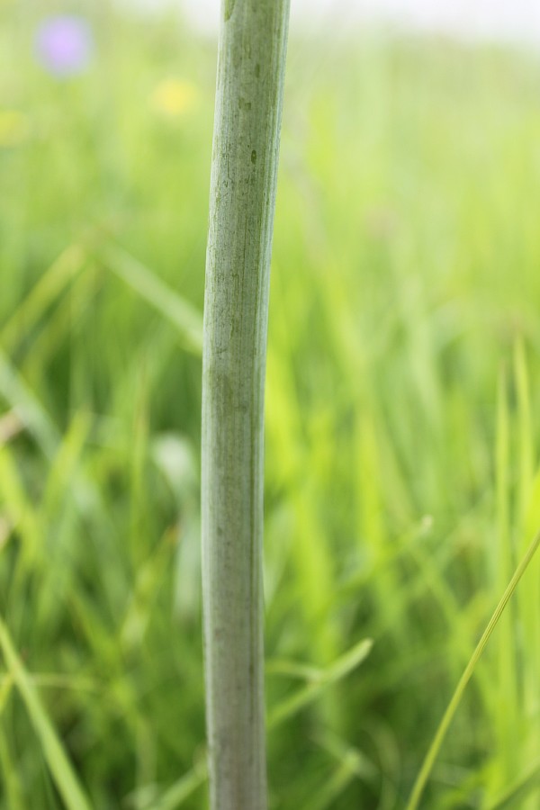 Image of Angelica sylvestris specimen.