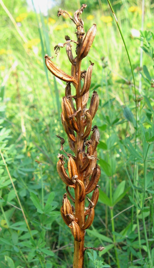 Изображение особи Orchis &times; beyrichii ssp. mackaensis.