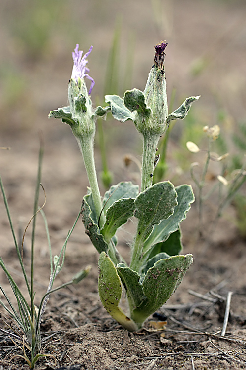 Изображение особи Epilasia mirabilis.