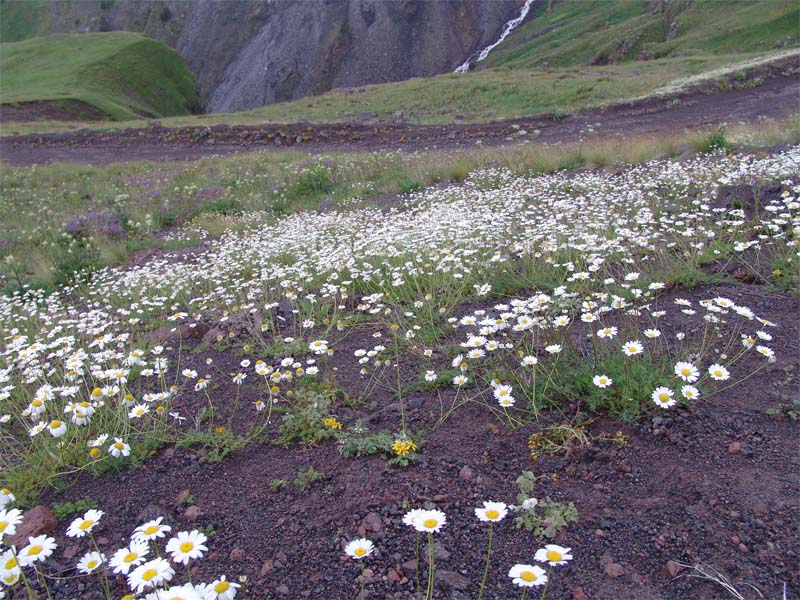 Image of Anthemis iberica specimen.