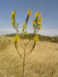 Orthanthella lutea. Цветущее растение. Украина, Луганская обл., меловой холм. 2010 г.