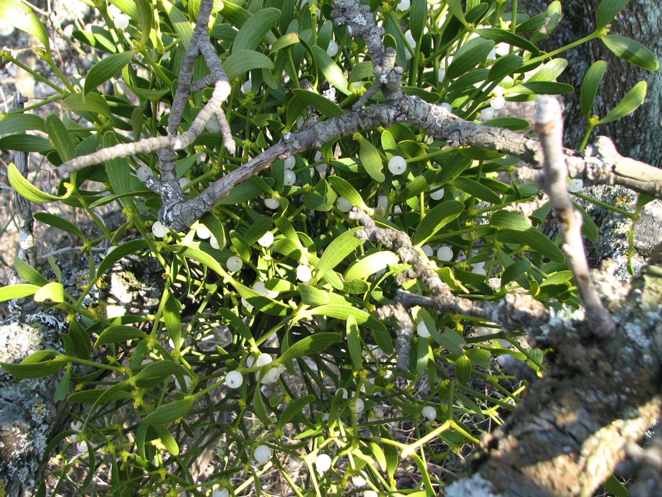 Image of Viscum album specimen.