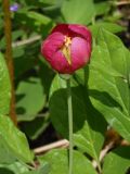 View full-size image Paeonia obovata