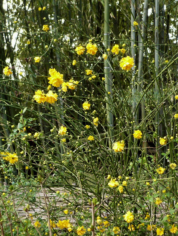 Image of Kerria japonica var. pleniflora specimen.