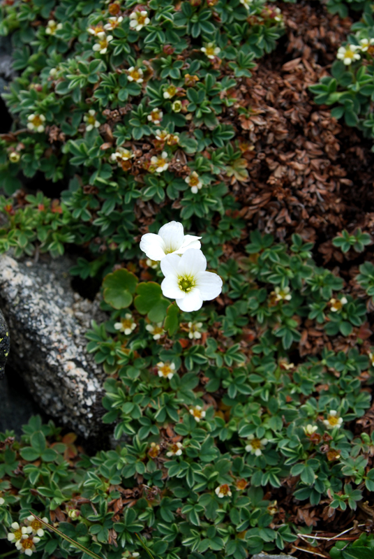 Image of Saxifraga sibirica specimen.