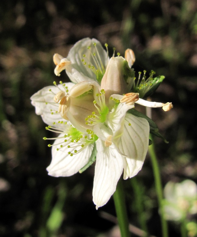 Изображение особи Parnassia palustris.