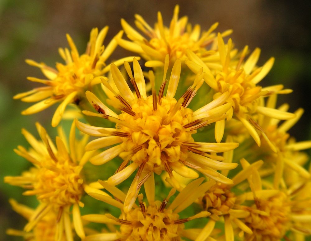 Изображение особи Solidago virgaurea ssp. dahurica.