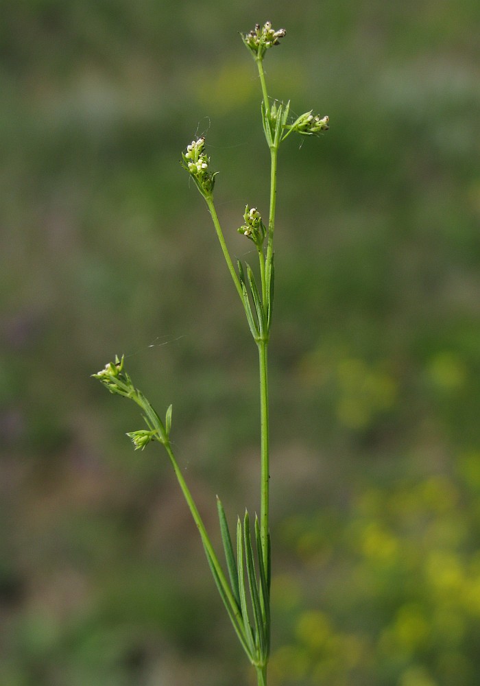 Изображение особи Galium octonarium.