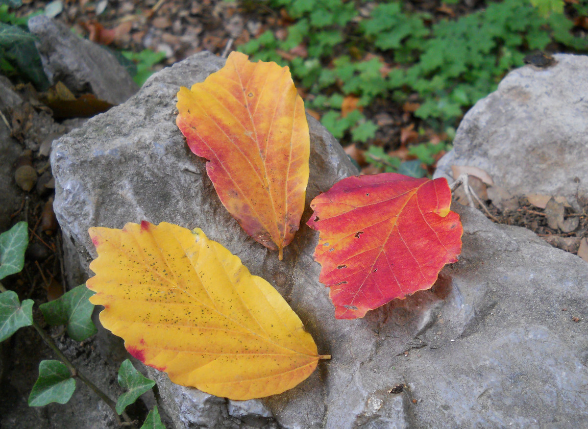 Image of Parrotia persica specimen.