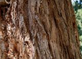 Sequoiadendron giganteum. Кора нижней части ствола старого дерева. Германия, г. Krefeld, ботанический сад. 16.09.2012.