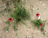 Papaver hybridum. Цветущее и плодоносящее растение. Израиль, г. Беэр-Шева, рудеральное местообитание. 08.03.2013.